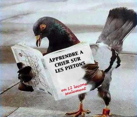 bat' de pigeon !!!!